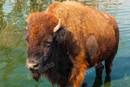 Preview: A Closeup Shot Of A Mountain Bison Standing In The Lake Under The Sunlight