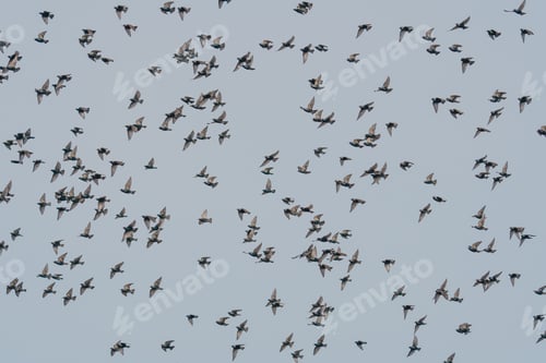 Vorschau: Ein Vogelschwarm, der am Abend am Himmel fliegt