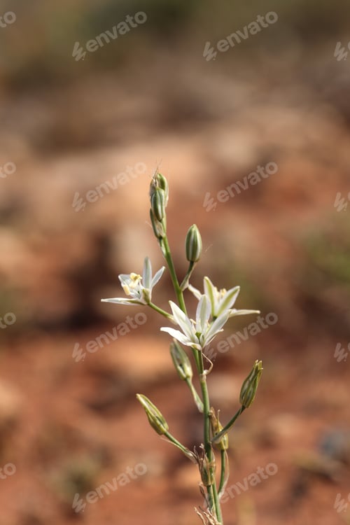 Preview: White Inflorescence Of Southern Star Of Bethlehem, Ornithogalum Narbonnense, In Garrigue Majjistral