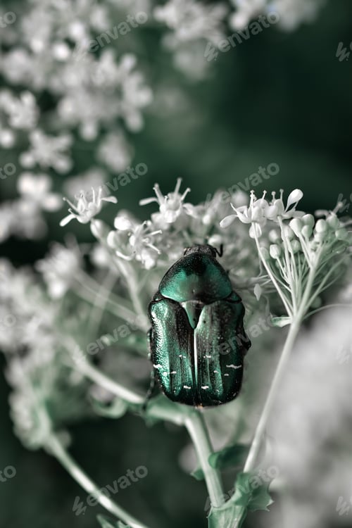 Preview: A Vertical Shot Of A Bronze Beetle On White Coriander Flowers Against A Blurred Background