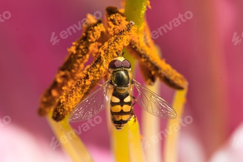 Preview: Macro Shot Of A Hover Fly Collecting Nectar