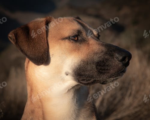 Preview: A Closeup Shot Of Black Mouth Cur Dog On Blurred Background