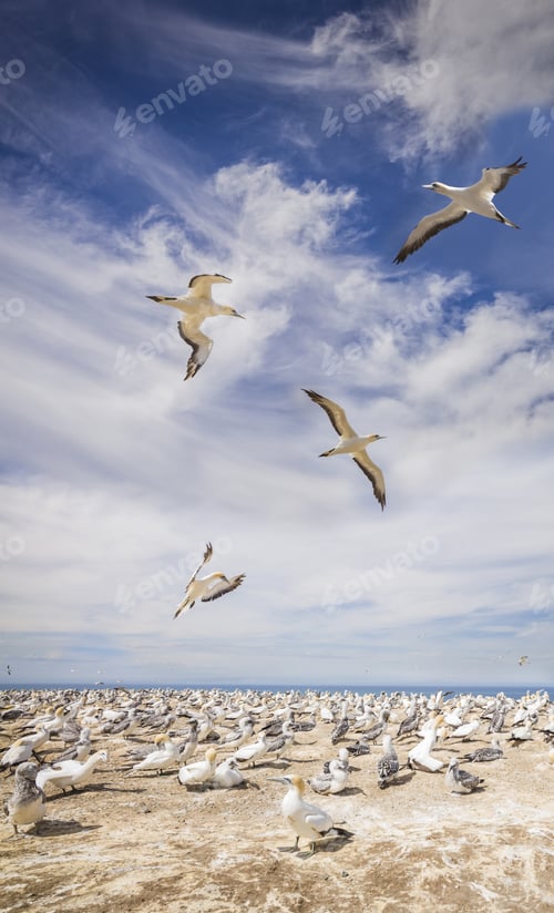 Preview: Flock Of Gannets Flying Over Their Colony At Cape Kidnappers Point, Napier, New Zealand