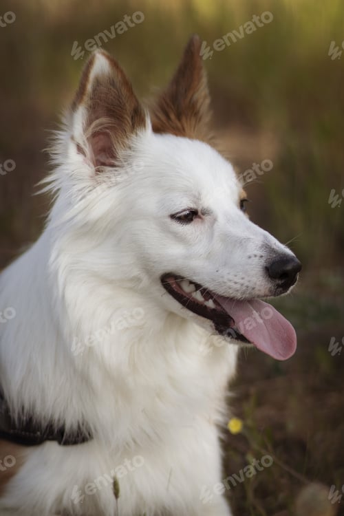 Preview: A Cute Brown And White Welsh Sheepdog In A Forest