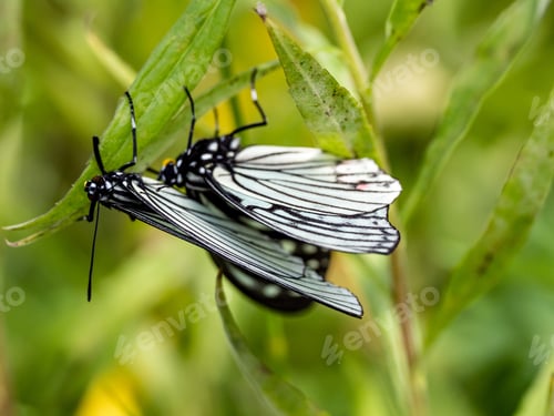 Preview: A Closeup Of Beautiful Red Ring Skirt (Hestina Assimilis) Butterflies Sitting On The Plant Stem