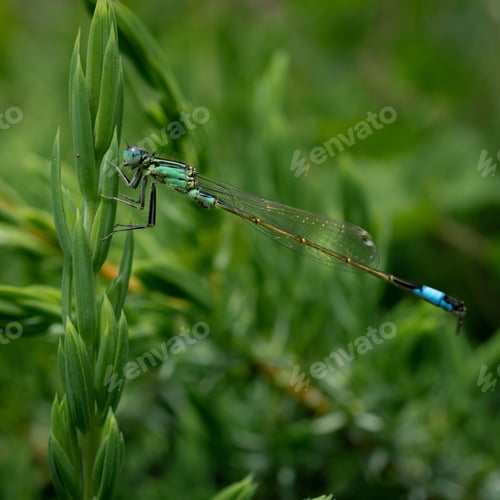 Preview: A Selective Focus Shot Of A Dragonfly On A Green Leaf