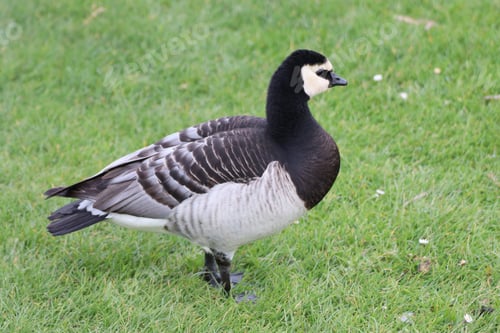 Preview: A Closeup Shot Of A Barnacle Goose On A Meadow