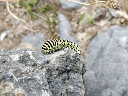 Preview: A Colorful Caterpillar On A Rock