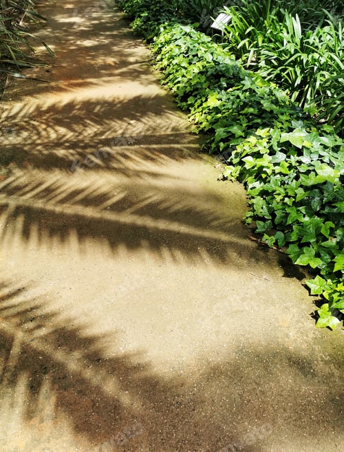 Preview: A Vertical Shot Of Shadows Of Palm Leaves On The Ground