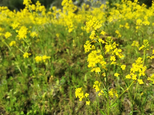 Preview: A Selective Focus Shot Of Yellow Flowers Growing In The Field In Larvik, Norway