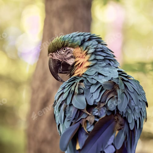 Preview: A Closeup Shot Of An Ara Macaw Parrot With Blurred Background