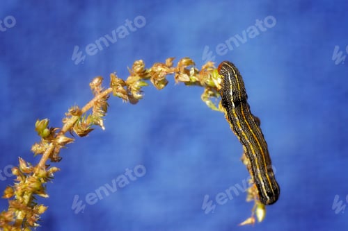 Preview: A Closeup Shot Of A Caterpillar On A Flower