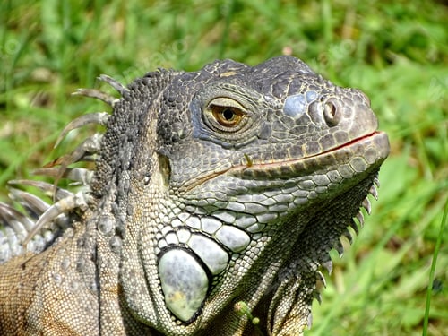 Preview: A Selective Focus Shot Of A Lizard Sitting On The Green Grass