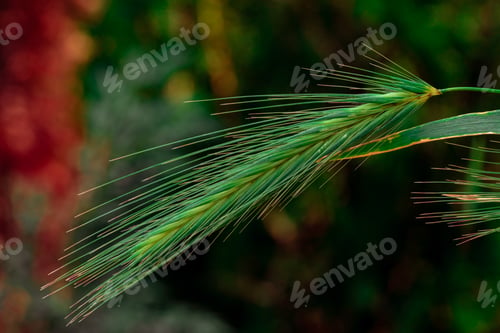 Preview: A Shallow Focus Of A Green Rye On Blurred Background