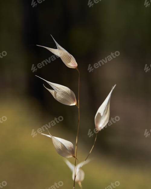 Preview: A Vertical Shot Of Common Wild Oat