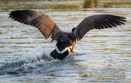 Preview: The Flying Wild Ducks By The Lake