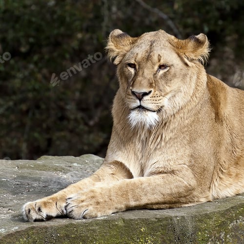 Preview: A Closeup Shot Of A Beautiful Lioness Laying On The Stone