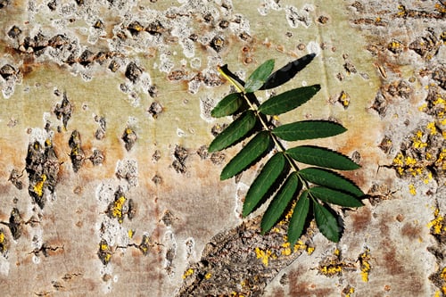 Preview: A Closeup Shot Of Leaves On A Brown Wood Texture Covered In Scratches