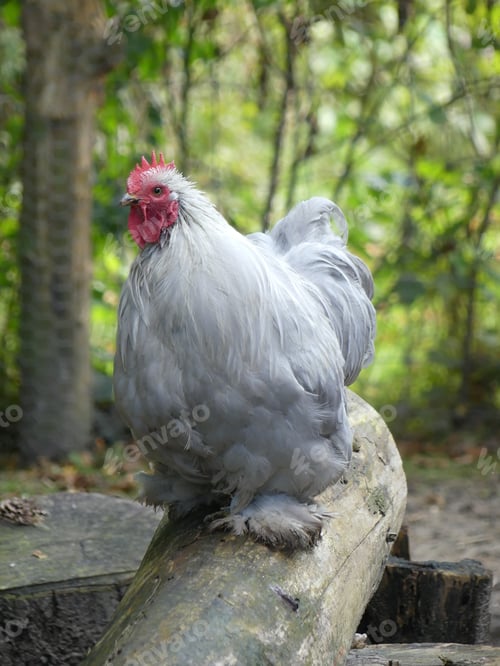 Preview: A Vertical Shot Of A Cochin Chicken Perched On A Log