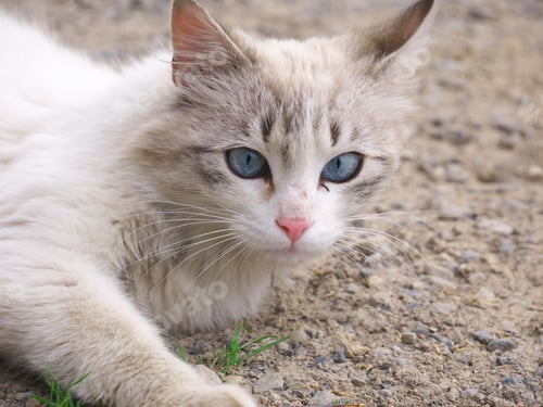 Preview: A Closeup Shot Of A Little Cute Cat With Blue Eyes