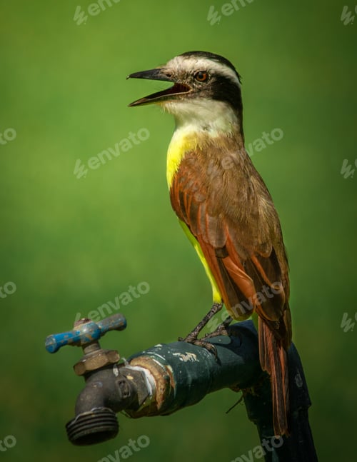 Preview: A Vertical Shot Of A Cute Flycatcher Bird