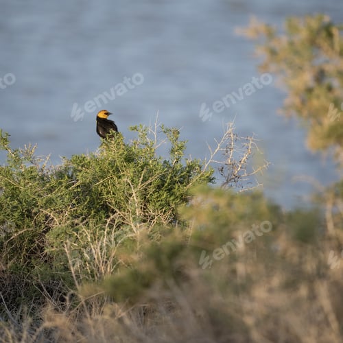 Preview: A Beautiful Shot Of A Yellow-Headed Blackbird Sitting On A Tree In Front Of A Lake