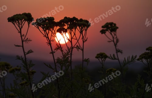 Preview: A Closeup Of Tansies Growing In A Field Under The Sunlight During A Beautiful Red Sunset