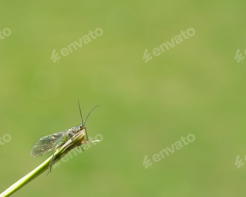 Preview: A Selective Focus Shot Of A Bucculatricidae Bug On The Greenery