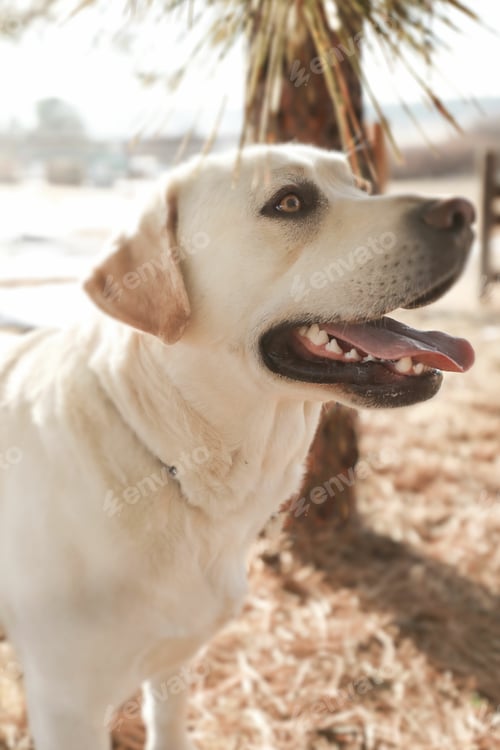 Preview: A Vertical Shot Of A Labrador Dog Standing On The Sandy Seashore