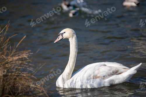 Preview: A Young Mute Swan On A Lake