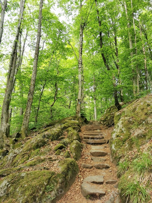 Preview: A Vertical Shot Of A Stone Pathway In A Forest In Larvik, Norway