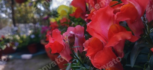 Preview: The Beautiful Snapdragon Flowers In The Garden