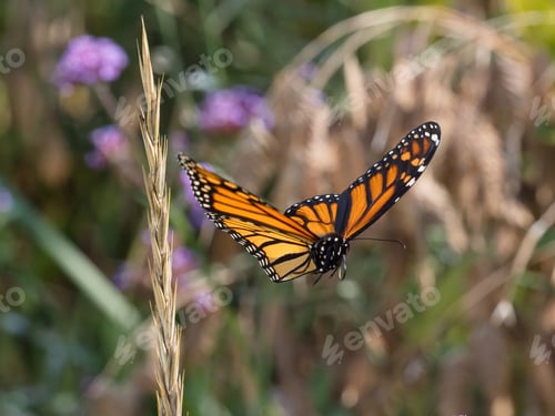 Preview: A Selective Focus Shot Of Flying Speckled Wood Butterfly