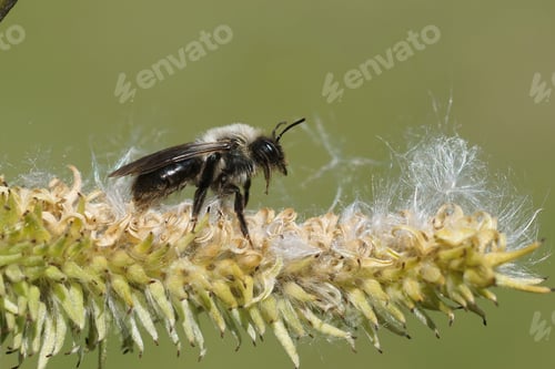 Preview: A Female Gray-Backed Mining Bee, Andrena Vaga, Resting On A Salix Caprea Tree