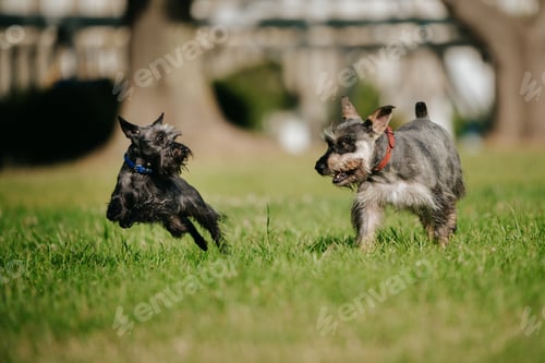Preview: A Closeup Of Two Miniature Schnauzers Running And Playing In A Park On A Sunny Day