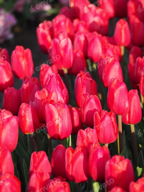 Preview: A Closeup Of Vibrant Red Tulips In A Bright Field With Sunlight On Them
