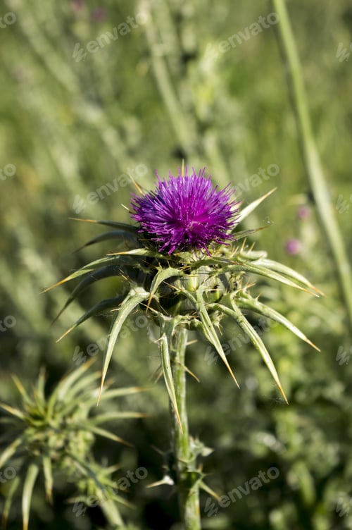 Preview: A Vertical Shot Of Purple Milk Thistle On The Field