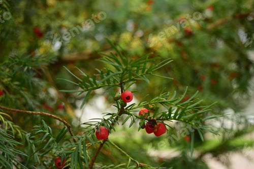 Preview: A Selective Focus Shot Of Wild Berries Growing In A Tree