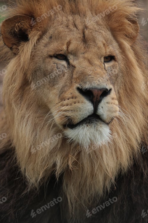 Preview: A Vertical Shot Of A Lion In All Of His Glory