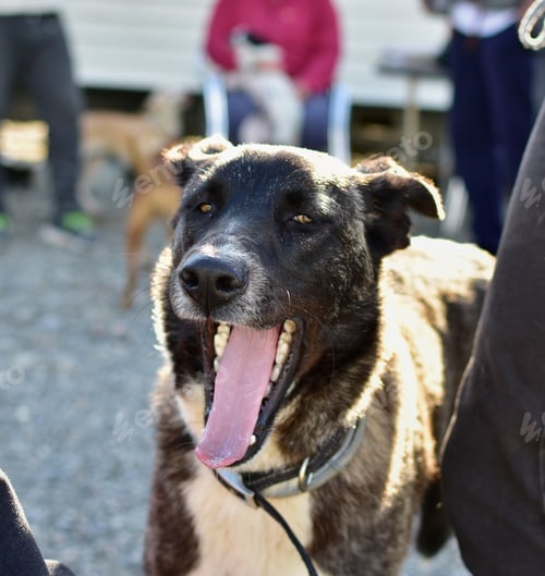 Preview: A Selective Focus Shot Of A Perro Majorero Dog With Its Tongue Out