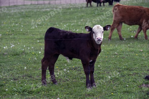Preview: A White-Headed Black Calf Standing In The Green Field