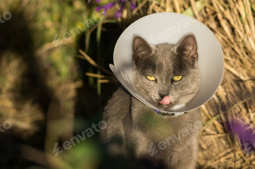 Preview: A Cute Gray Cat With Yellow Eyes Licking Its Lips While Sitting Outside With A Protective Collar