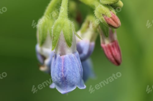 Preview: A Closeup Shot Of Blooming Symphytum Flowers