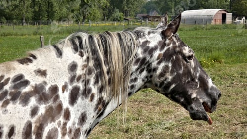 Preview: A Closeup Shot Of An Appaloosa Horse In A Green Meadow On A Sunny Day