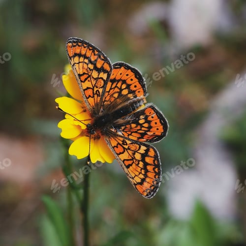 Preview: A Selective Focus Shot Of A Spotted Fritillary Butterfly On A Yellow Flower