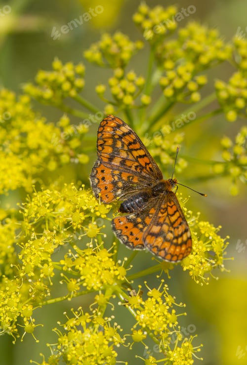 Preview: A Vertical Closeup Shot Of Marsh Fritillary (Euphydryas Aurinia) Butterfly On A Yellow Flower