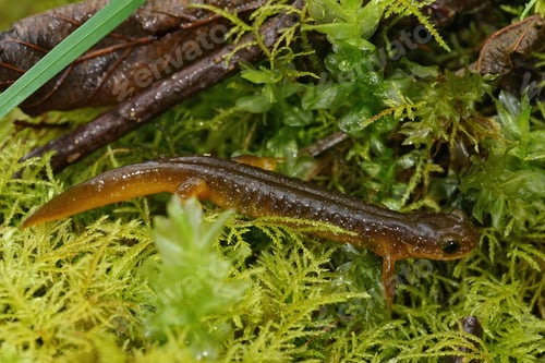 Preview: A Closeup Shot Of The Endangered Columbia Torrent Salamander, Rhyacotriton Kezeri On Green Moss