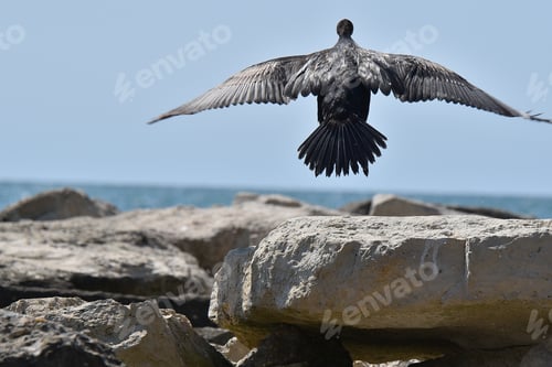 Preview: A Black Cormorant On A Rocky Beach