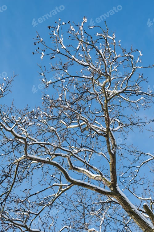 Preview: A Vertical Low Angle Of Bare Tree Branches Covered In Frost Under The Sunlight And A Blue Sky