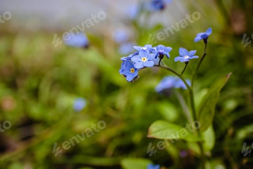 Preview: A Closeup Shot Of Alpine Forget Me Not